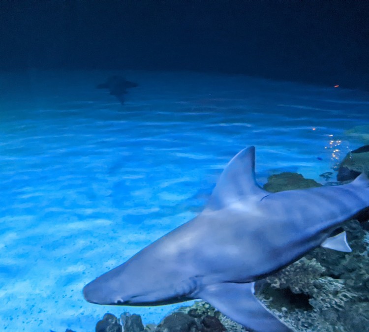 Shark Reef Aquarium at Mandalay Bay (Las&nbspVegas,&nbspNV)